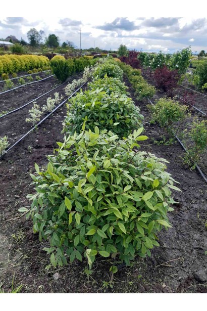 Бересклет крылатый Компактус - ком40кг/вис.70-80см/Ø50-60см